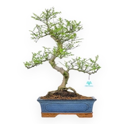 Zanthoxylum Piperitum - Albero del Pepe - 53 cm