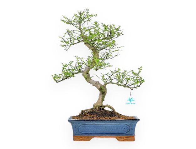 Zanthoxylum Piperitum – Pfefferbaum – 53 cm