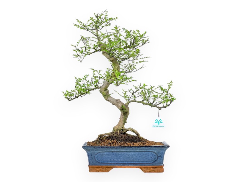Zanthoxylum piperitum - Árbol de la pimienta - 53 cm