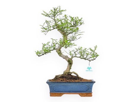Zanthoxylum Piperitum – Pfefferbaum – 53 cm