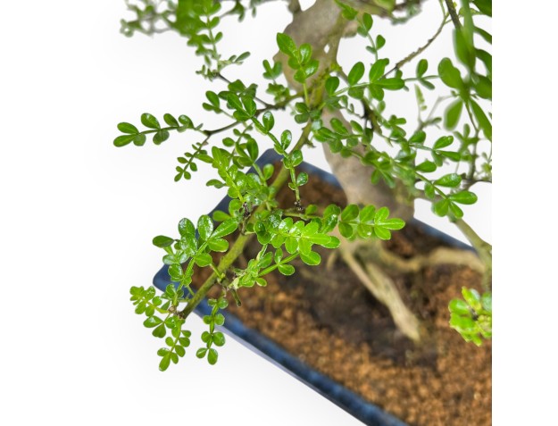 Zanthoxylum Piperitum – Pfefferbaum – 53 cm 2