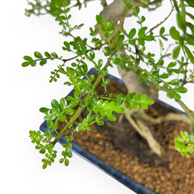 Zanthoxylum piperitum - Árbol de la pimienta - 53 cm
