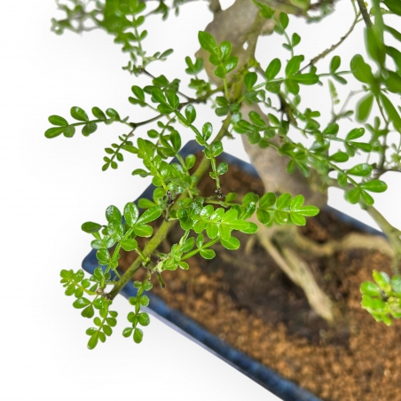 Zanthoxylum Piperitum - Albero del Pepe - 53 cm