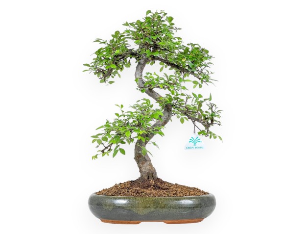 Zelkova nire - 47 cm