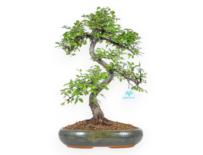Zelkova nire - Iep - 47 cm