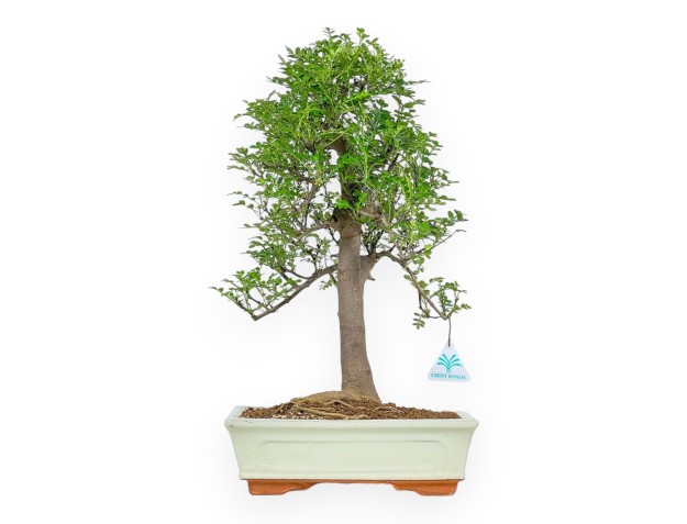 Zanthoxylum - Pepper tree - 46 cm