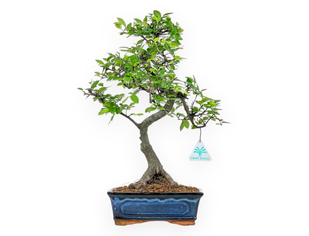 Zelkova Nire - Orme - 41 cm