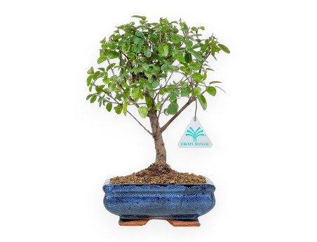 Sagerethia Theezans - 28 cm