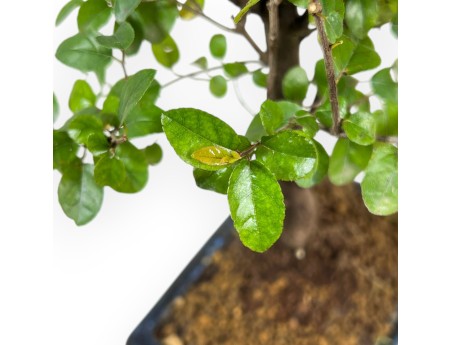 Sagerethia Theezans - Sageretia - 28 cm