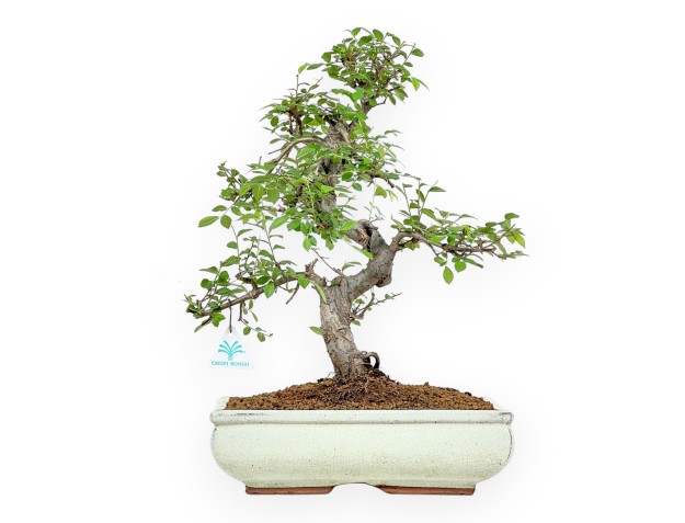 Zelkova nire - 45 cm