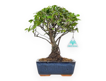 Sagerethia Theezans - 27 cm