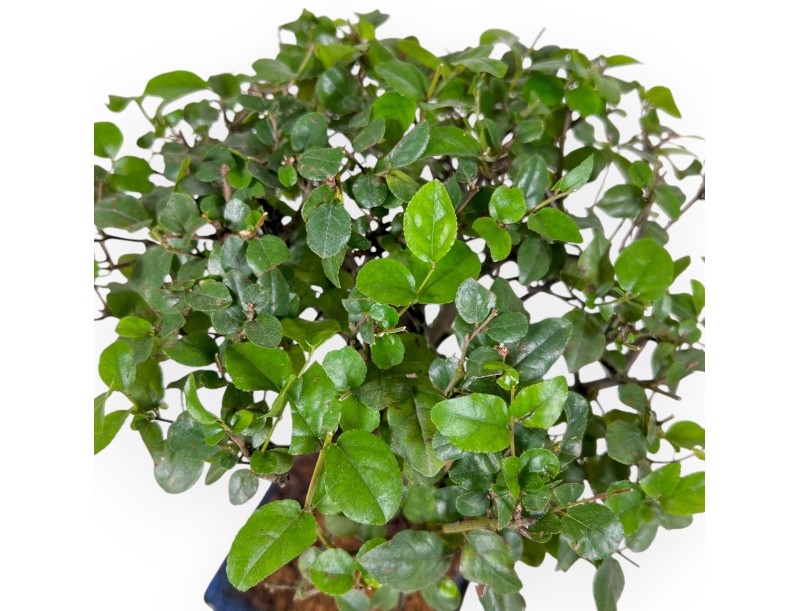 Sagerethia Theezans - 27 cm