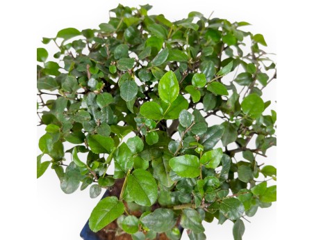 Sagerethia Theezans - 27 cm