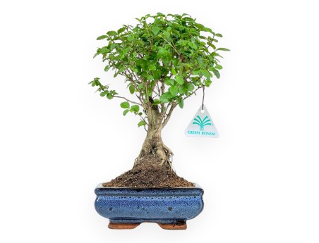 Ligustrum - Ligustro - 29 cm