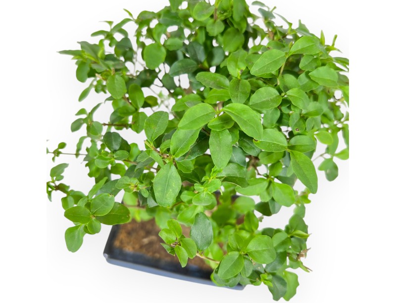 Ligustrum - Liguster - 29 cm