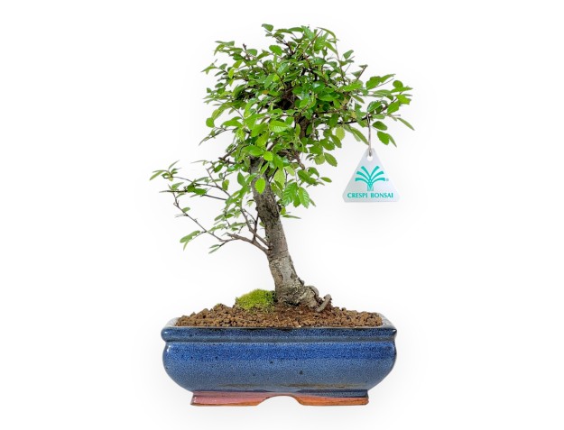 Zelkova nire - Orme - 31 cm