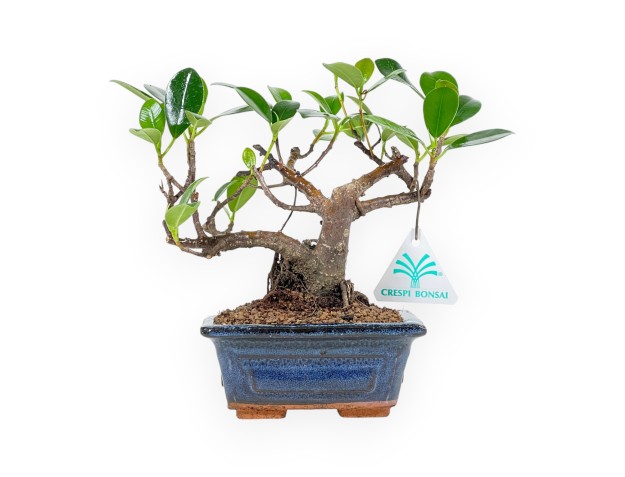 Ficus formosanum - 19 cm