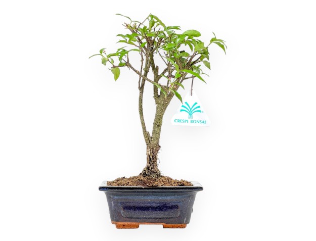Malpighia - 26 cm
