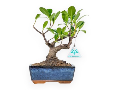 Ficus formosanum - 24 cm