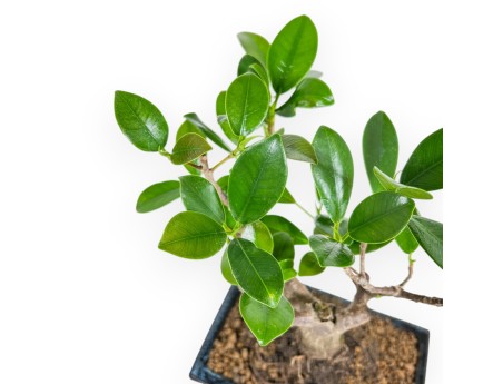 Ficus formosanum - 24 cm
