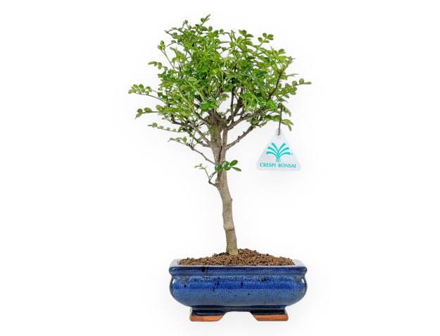 Zanthoxylum Piperitum - 32 cm