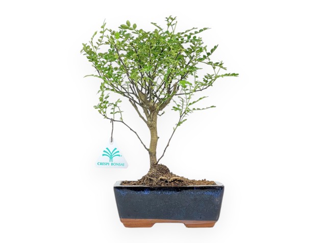 Zanthoxylum Piperitum - Albero del Pepe - 29 cm