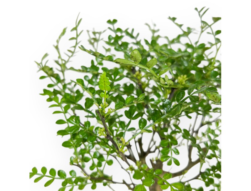 Zanthoxylum piperitum - Árbol de la pimienta - 27 cm