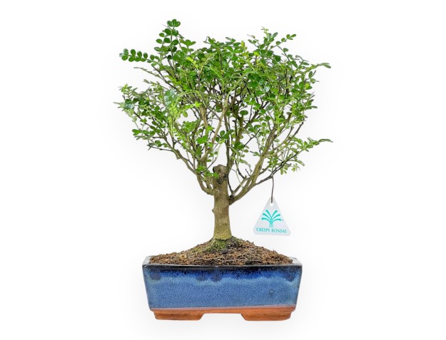 Zanthoxylum piperitum - Árbol de la pimienta - 27 cm