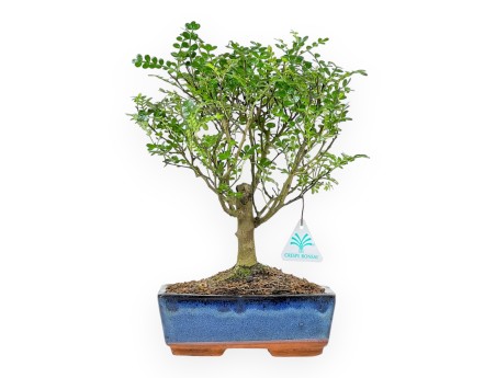 Zanthoxylum piperitum - Árbol de la pimienta - 27 cm