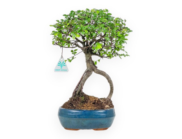 Zelkova Nire - Elm - 32 cm