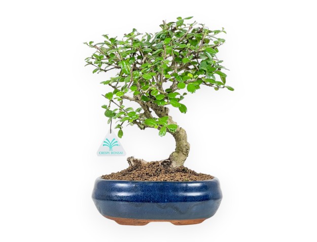 Carmona Macrophylla - Funkientree - 31 cm