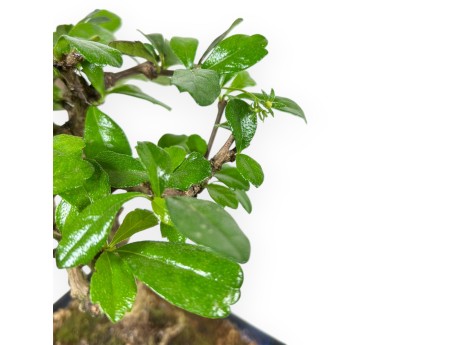 Carmona Macrophylla - Tea tree - 37 cm