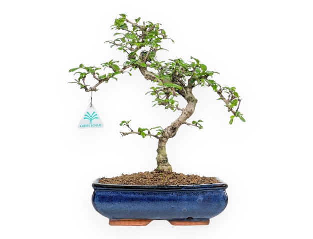 Carmona Macrophylla - Tea tree - 37 cm
