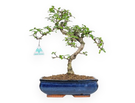 Carmona Macrophylla - Funkientree - 37 cm