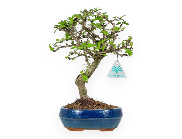 Carmona Macrophylla - Tea tree - 29 cm