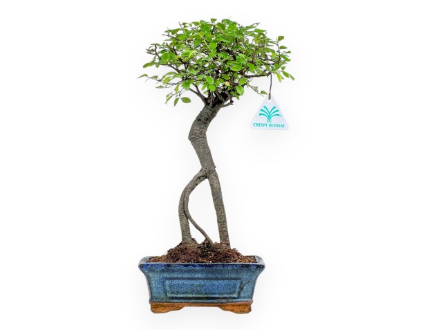 Zelkova Nire - Ulmen - 35 cm