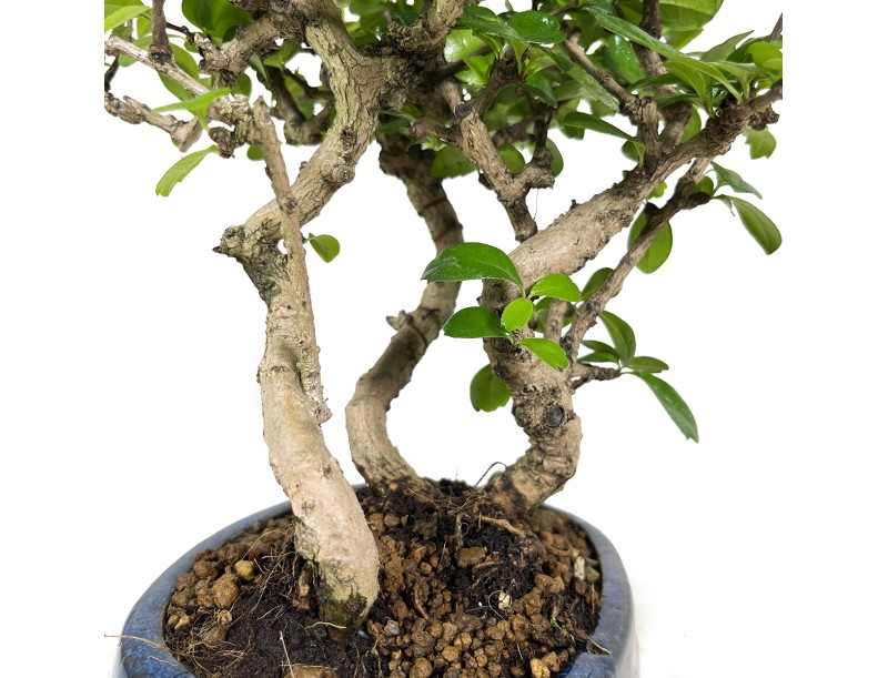 Carmona Macrophylla - Arbre à thé - 34 cm