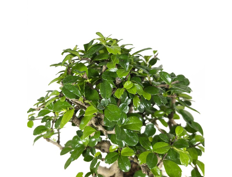 Carmona Macrophylla - Arbre à thé - 34 cm