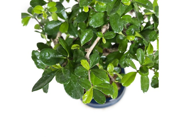 Carmona Macrophylla - Funkientree - 34 cm 2