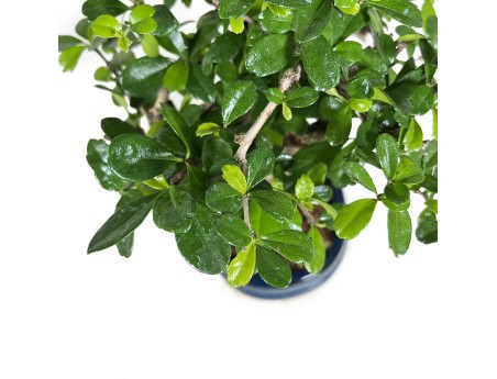 Carmona Macrophylla - Pianta del tè - 34 cm