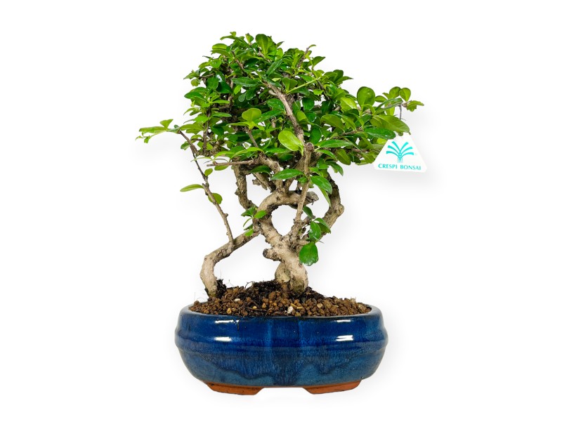 Carmona Macrophylla - Funkientree - 34 cm