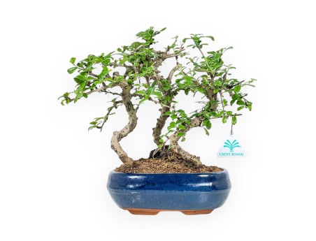 Carmona Macrophylla - Arbre à thé - 34 cm