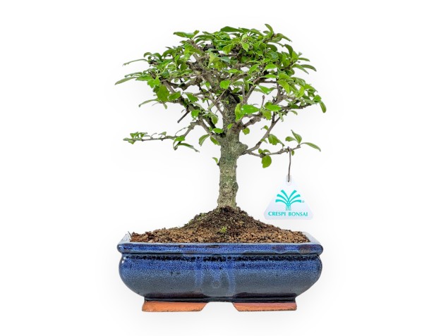 Carmona Macrophylla - Tea tree - 27 cm