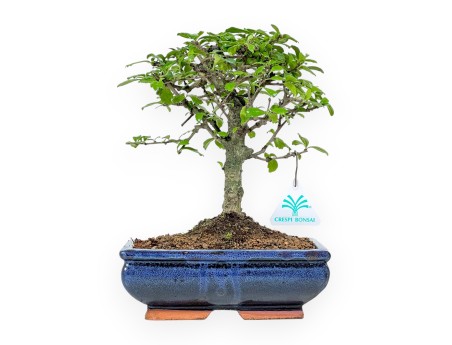 Carmona Macrophylla - Arbre à thé - 27 cm