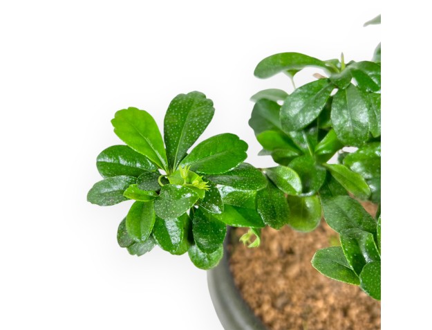 Carmona Macrophylla - Arbre à thé - 48 cm 2