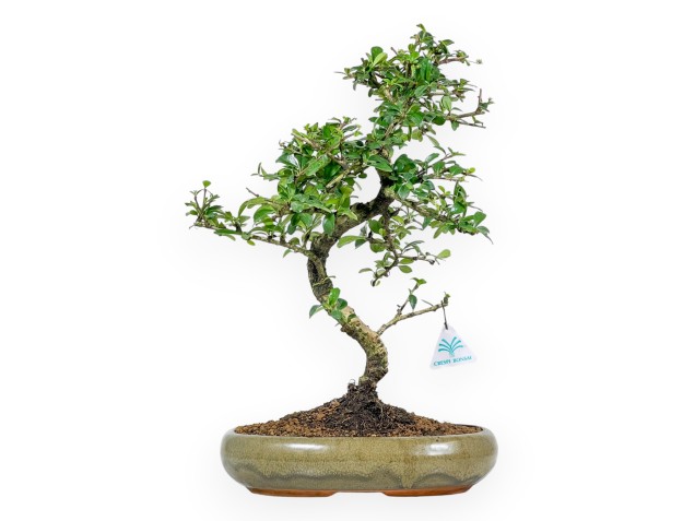 Carmona Macrophylla - Tea Tree - 48 cm