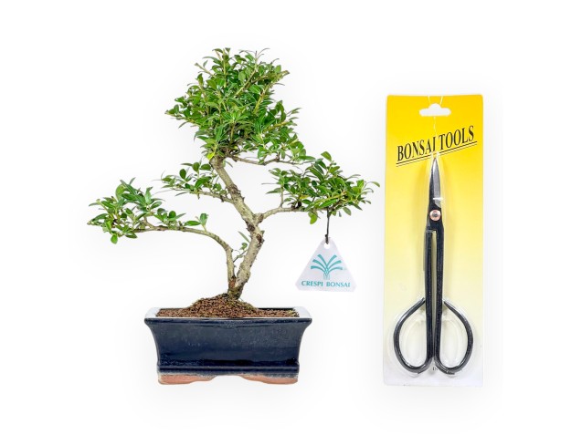 Set Ilex crenata & Sottovaso & Forbici potatura