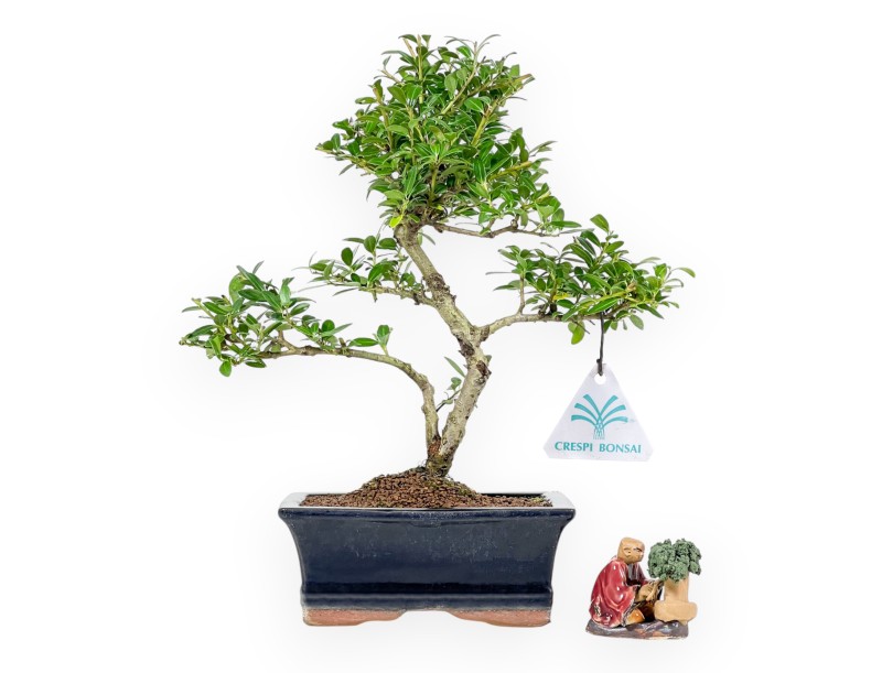 Set Ilex crenata & Statuette bonsaïste Rouge