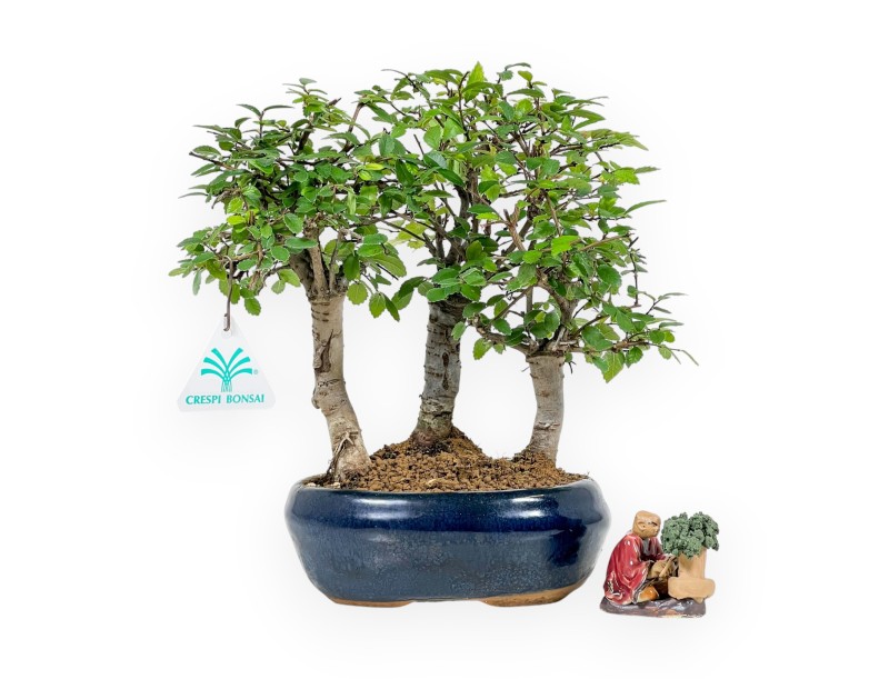 Set Zelkova nire & Statuette bonsaïste Rouge