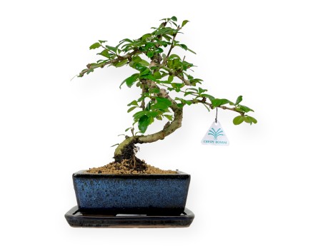 Set Carmona & Untersetzer - 31 cm